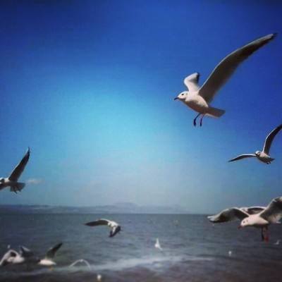 九游航海日记手游下载